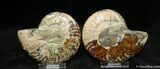 Natural Art - Inch Polished Ammonite #1285-2